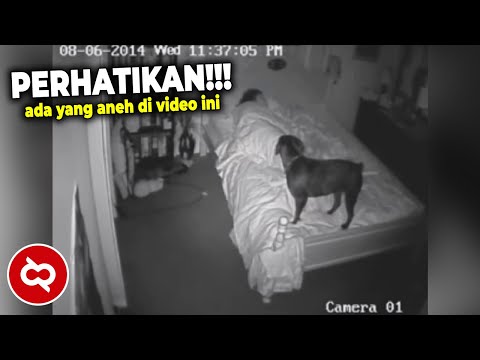 Video: 7 Bukti Bahawa Haiwan Peliharaan Kita Melihat Hantu Sebenar - Pandangan Alternatif