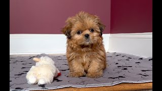 Shih Tzu Female Solid  Stunning!!  4sale Marietta, GA Tcupsandtoypups.com 7705277295 #shihtzu