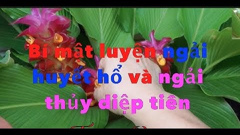 Bí mật luyện ngải huyết hổ và ngải thủy diệp tiên