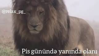 Whatsap Ucun Statuslar