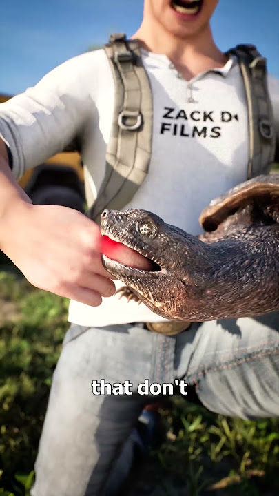 Snapping Turtles Never Let Go 😳