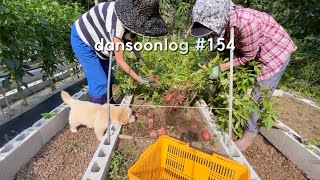Rural life of growing a small vegetable garden and harvesting