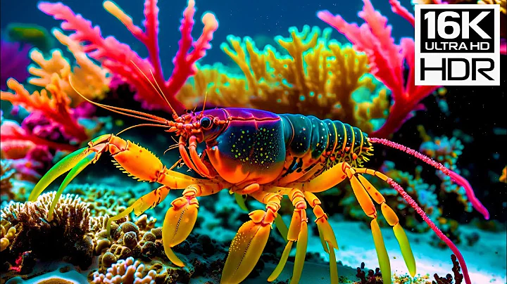 🐚 16K HDR Coral Reefs: A Serene Drift Through Underwater Colors with Gentle Piano Ambience