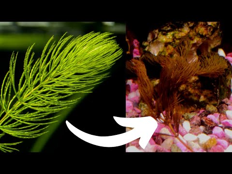 Vídeo: Hornwort és Un Home Guapo I Esponjós útil