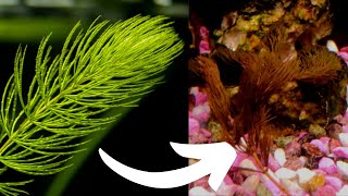Downsides Of Hornwort. Watch This Before You Buy Hornwort
