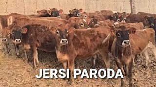 Jersi Xurustal Uzbekiston Iqlimiga Chidamlimi?