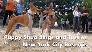 Puppy Shua Sings and Tussles - New York City Basenji Meetup - 18 June 2023 by New York City Basenjis 704 views 10 months ago 3 minutes, 8 seconds