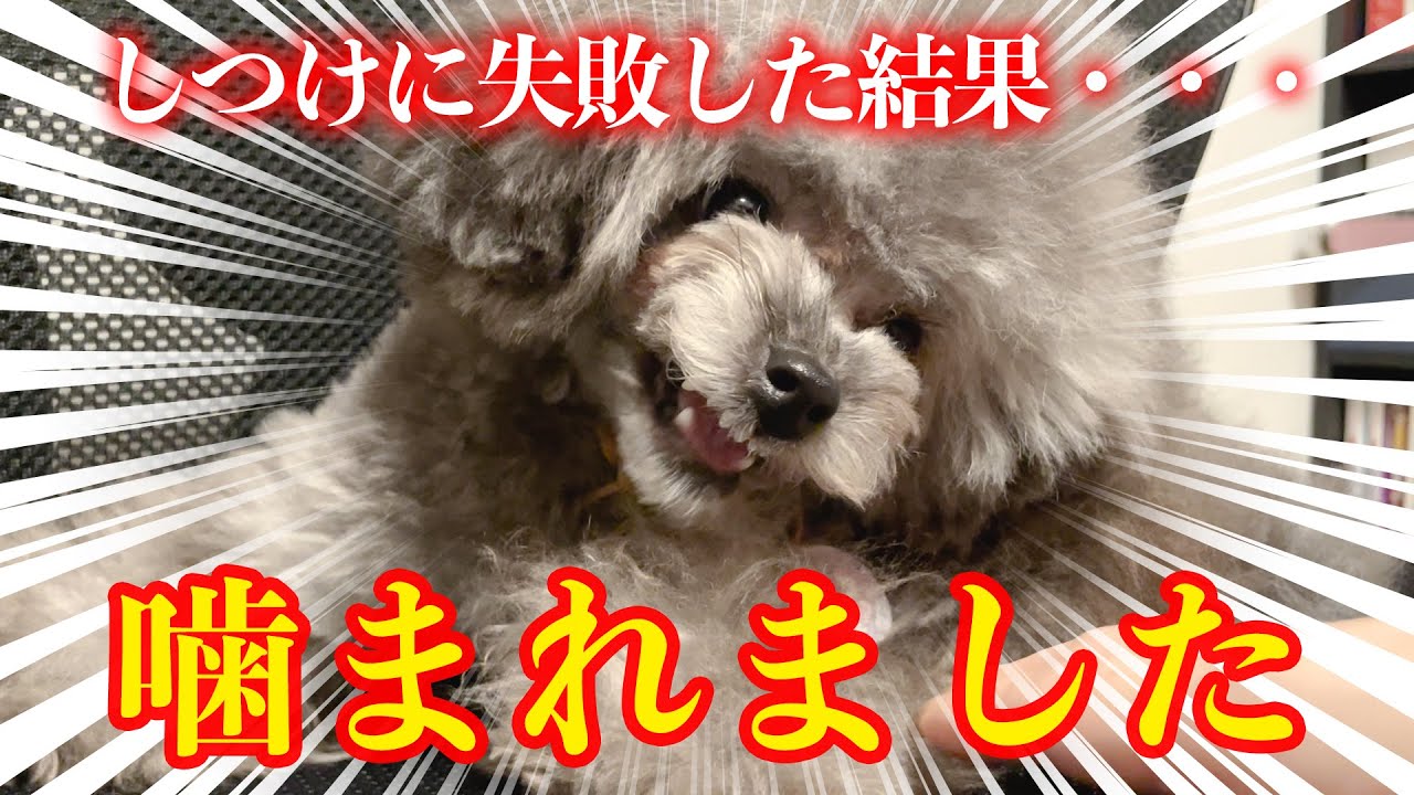 噛み癖 人に噛み付く犬 しつけに失敗するとこうなります Youtube