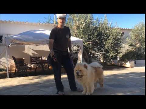 Βίντεο: Εργαλείο αξιολόγησης συμπεριφοράς σκύλου διαθέσιμο στους ιδιοκτήτες