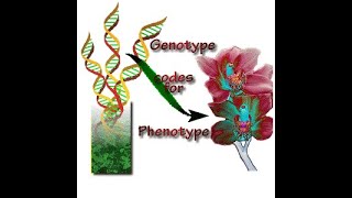 Transmission Genetics