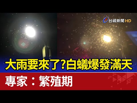 大雨要來了？白蟻爆發滿天飛 專家：繁殖期