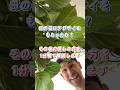 あじさいの管理方法を1分間で解説します。#アジサイ #あじさい #紫陽花