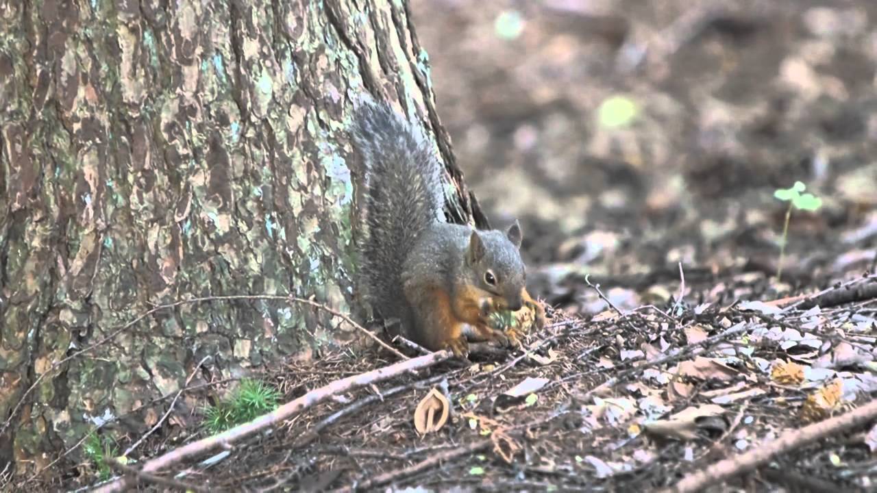 子リス 松ぼっくりを食べる Youtube