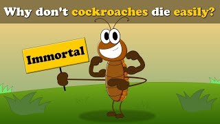 Why don't cockroaches die easily? + more videos | #aumsum #kids #science #education #children