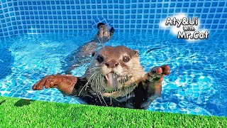 Otters with the Finest Loach [Otter Life Day 799]