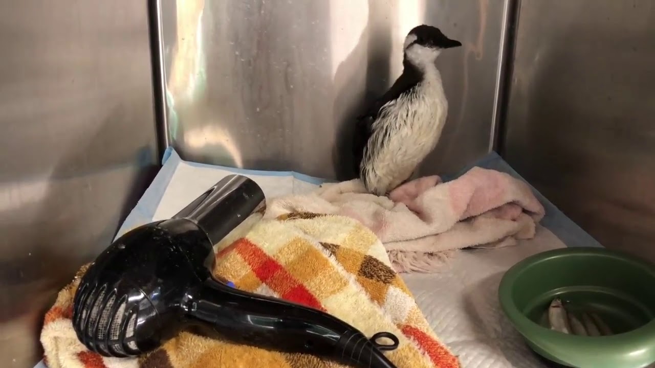 Seabird Rehabilitation for Release back to cold water of Puget Sound