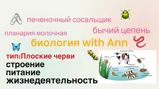 картинка: Тип: Плоские черви 🐛🪱 на примере Планарии молочной, и паразитический червей, биология 8 класс! 