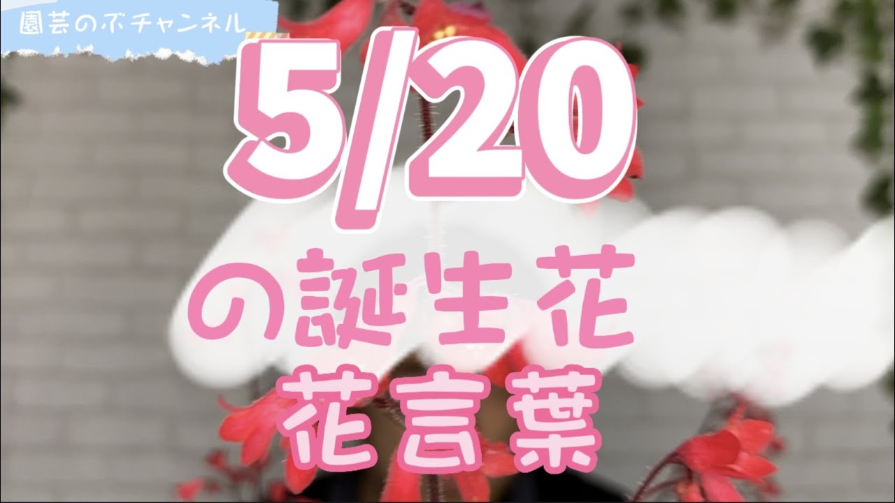 の*ん様 ❤️開花株❤️ワサワサ元気株❤️874❤️美発色❤️芳香❤️シルバーバ 5/20の誕生花と花言葉【園芸のぶチャンネル】【5月】【20日