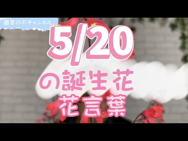 Birth flower and its meaning for May 20th [Nobu Gardening Channel