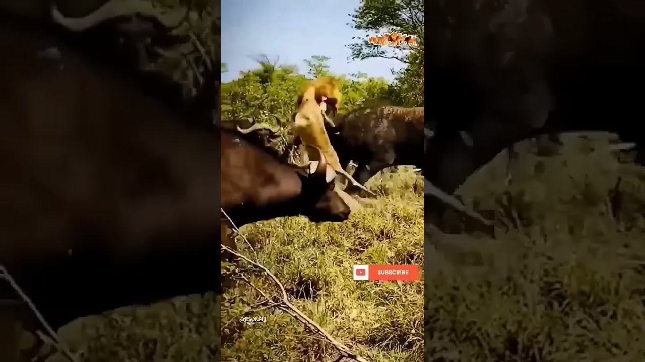 The Price That Lion Pays Shortvideo Animals Wildlife Youtubeshorts Shorts