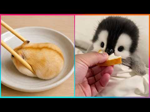 Cutest Pet Videos Of All Time