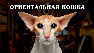 Ориентальная кошка: Кошка с другой планеты | Интересные факты про породы кошек
