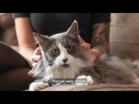 Video: Kickstarter Politikats uvedl hlavy států na škrabáky koček