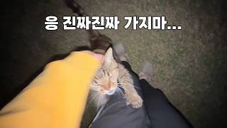 The cat that keeps holding me back from going home... it breaks my heart.