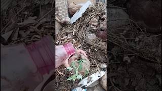 Nariyal Ko Banaya Mini Garden 🥥🌿 | Waste Se Best #CoconutHack #GardeningIdeas #DIYPlant