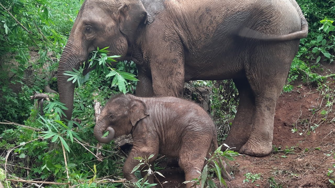 แม่ธันวาจัดการยังไง⁉️⁉️จูเนียร์ถึงยอมไปไรงเรียน -- น้องจูเนียร์ Family Ep.100