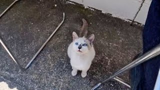 週末限定の島カフェ、外の席に座ったら猫ちゃんが遊びに来て天国すぎた