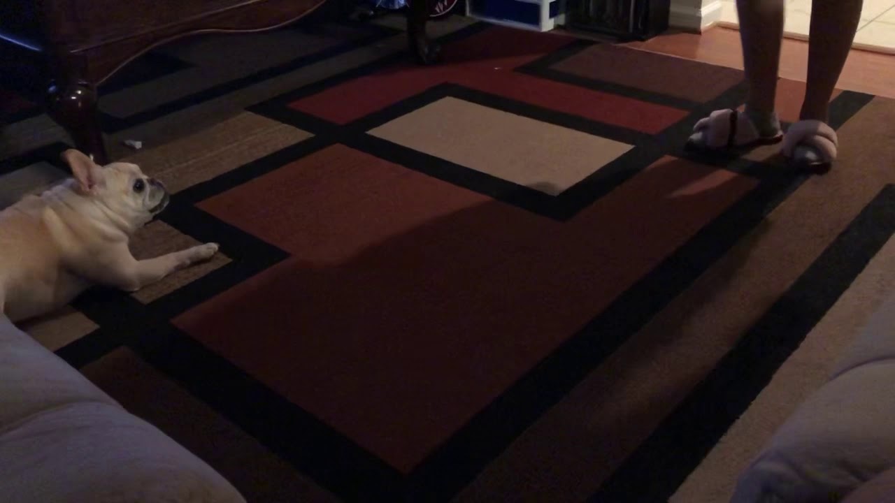 Louie the French bulldog playing dead🤣