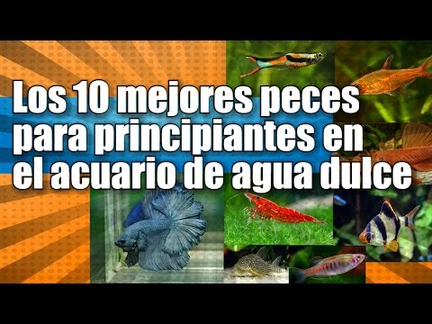 LOS 10 MEJORES PECES DE AGUA DULCE PARA UN ACUARIO hqdefault