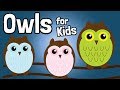 Owl Facts Quiz