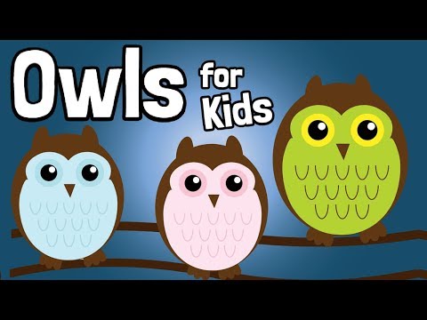 ⁣Owls: The Coolest Birds for Kids