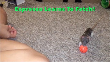 Espresso Learns To Fetch - Full Process!