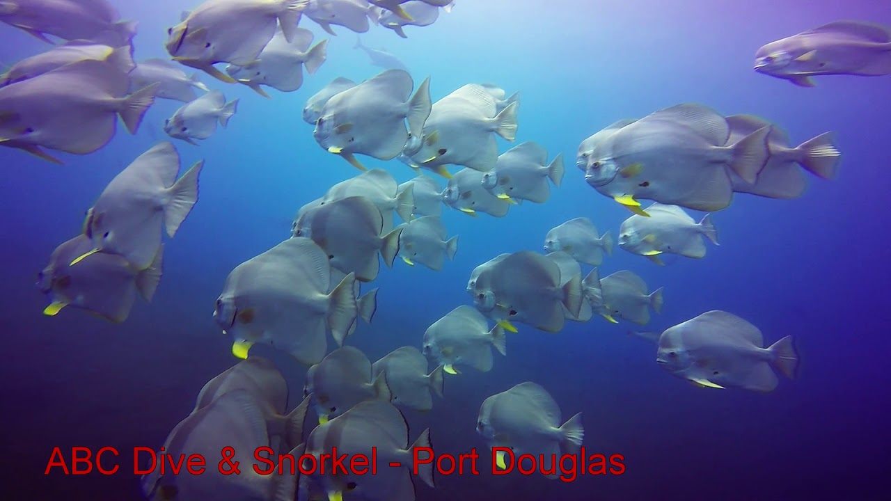 03 BATT FISH - YouTube