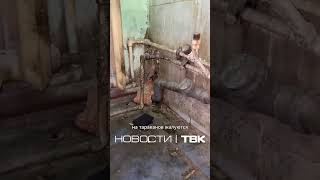 Нашествие тараканов в Красноярске