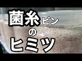 【後編】菌糸選びは○○が重要‼オオクワガタを年間300匹飼育するブリーダーが解説‼