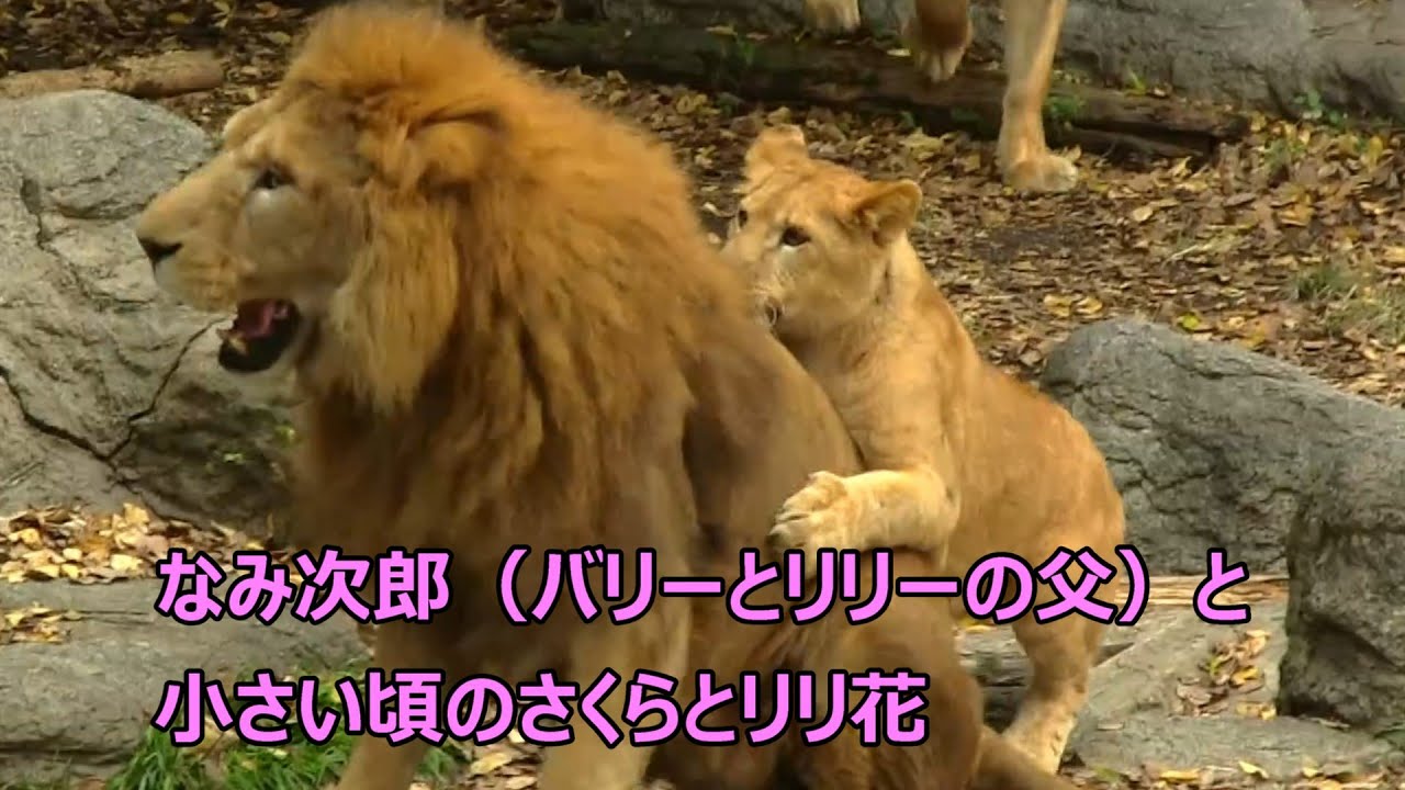 小さい頃のさくらとリリ花が祖父ライオン（なみ次郎）と遊ぶ♩とべ動物園にて