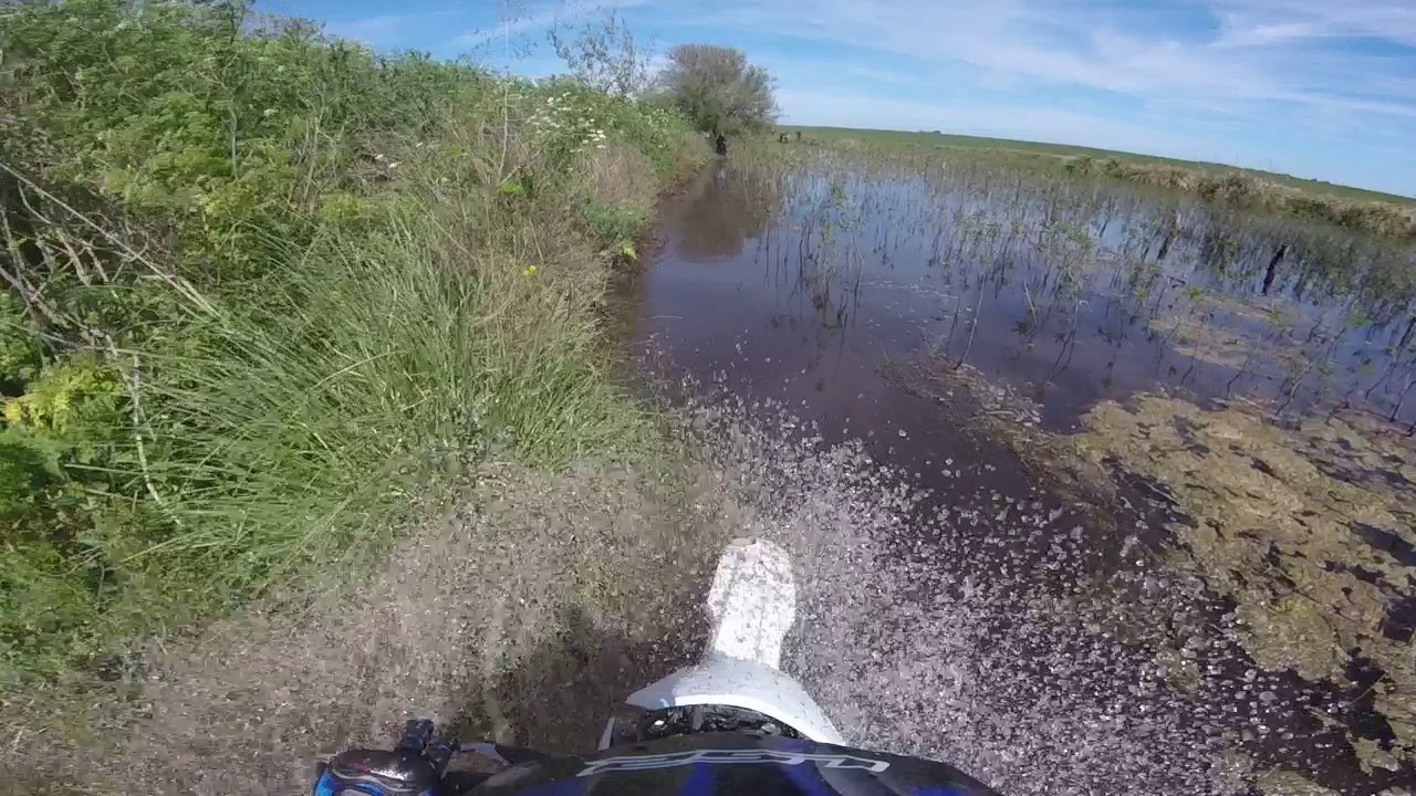 Chanchos salvajes al agua!!!