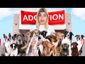 Getting 20 Puppies Adopted In A Day!