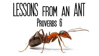 Lessons from an Ant | Proverbs 6