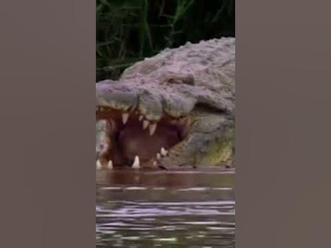 The Deadliest Crocodile Ever: Gustave - YouTube
