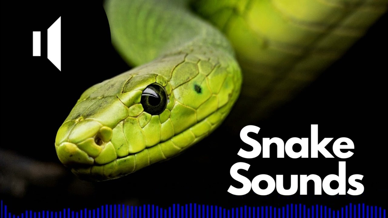 Snake Sound Effects Hissing  Hiss  No Copyright