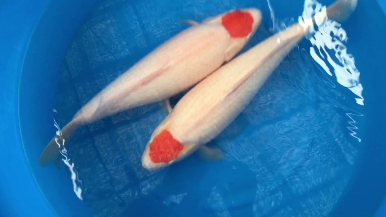 Torazo HQ Nisai Female Tancho Kohaku 53 cm SP 361