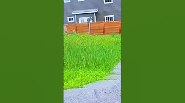 Smart Techniques of Traditional Farmers Cutting Grass with Modern Machines #satisfying #shorts