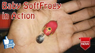 Casting Gabus, Snakehead (part8)