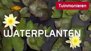 Welke Waterplanten Zijn Er Zoal? Vijver Tuinmanieren