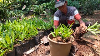 Cara Tanam Meranti Bambu Di Pot, Langsung Rimbun